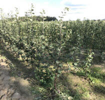 Szkółka drzewek owocowych jabłonie grusze śliwy wiśnie czereśnie, morele, brzoskwinie